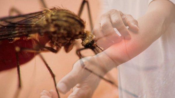 ОПРЕЗ, ЗАРАЖЕНИ КОМАРЦИ И У БЕОГРАДУ: Опасан вирус преносе на људе ОПРЕЗ, ЗАРАЖЕНИ КОМАРЦИ И У БЕОГРАДУ: Опасан вирус преносе на људе