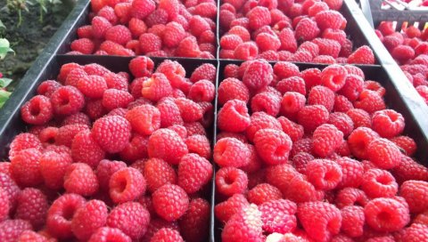 СРПСКА МАЛИНА ЦЕЊЕНА У СВЕТУ: По новом систему декларисања домаћи производ биће јасно означен