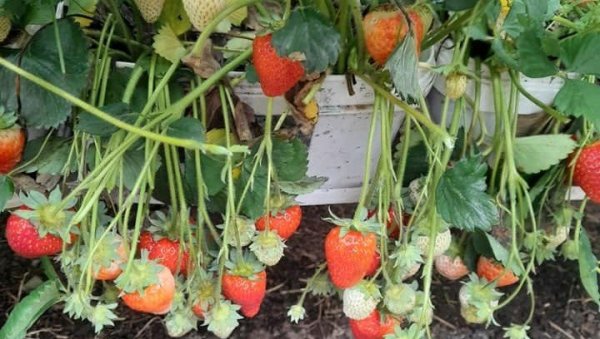 АГРОНОМ УПОЗОРАВА: Ево како да најлакше препознате јагоде затроване пестицидима